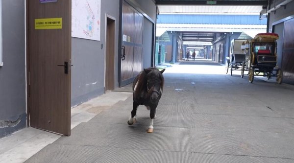 国内正规配资公司 杭州马术中心喜迎首匹小马驹 科技赋能打造马术产业新高地